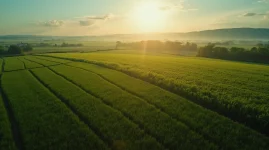 no-till