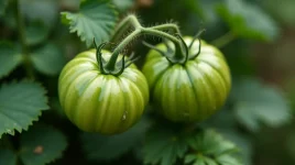 Green Zebra